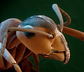 Wood ant head, SEM