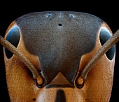 Formica polyctena Augen 70x - Kopf der Kahlrückigen Waldameise 70-1
