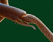 Wood ant leg, SEM