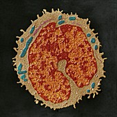Monocyt 18kx - Monocyt, weisses Blutkorperchen, 18 000-1