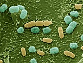 Bakterien auf Blattlaus 12kx - Bakterien auf einer Blattlaus 12 000-1