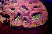 Fluorescent coral