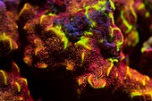 Stone coral fluorescence
