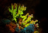 Fluoreszenz bei Meerestieren, Steinkoralle