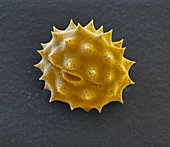 Färberkamille, Pollen 3000:1
