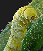 Caterpillar on tobacco plant, SEM