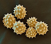 Pollen der Färberkamille 1500:1