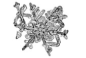 Snowflake, light micrograph