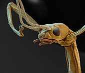 Indian stick insect head, SEM