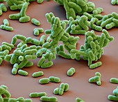 Synechococcus cyanobacteria, SEM