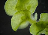 Moss, light micrograph