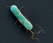 Clostridium botulinum bacterium, SEM