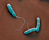 Helicobacter pylori bacteria, SEM