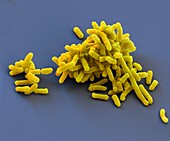 Klebsiella pneumoniae bacteria, SEM