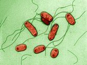 Legionella bacteria, SEM