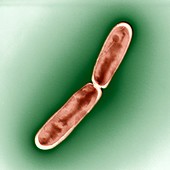 Mycobacterium smegmatis 15 000:1