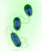 Pseudomonas aeruginosa bacteria, TEM
