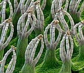 Floating fern leaf surface, SEM
