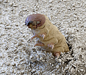 Flour moth caterpillar, SEM