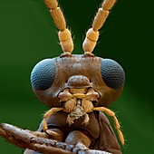 Aphidius colemani wasp, SEM