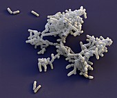 Bifidobacterium bacteria, SEM