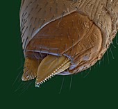 Fruit fly ovipositor, SEM