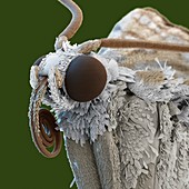 Brown china mark moth head, SEM
