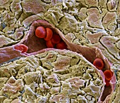 Capillary and red blood cells, SEM