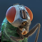 Green bottle fly, SEM