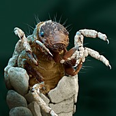 Caddisfly larva, SEM