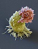Cancer immunotherapy, SEM