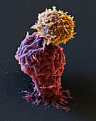 Cancer immunotherapy, SEM