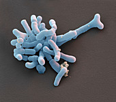 Bifidobacterium b 27kx - Bifidobakterien, 27 000-1