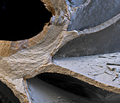 Nautilus shell fragment, SEM