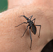 Dipetalogaster maxima bug