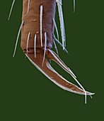 Springtail claw, SEM