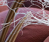 Spider silk on insect prey, SEM