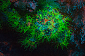 Fluorescent stony coral polyps