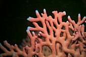 Feuerkoralle im Fluoreszenzlicht, Rotes Meer