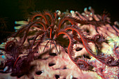 Fluorescent feather star and stony coral