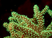 Fluorescent leather coral