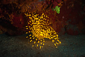 Fluorescent feather duster worm