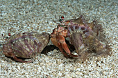 Anemone hermit crabs