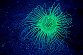 Tube-dwelling anemone fluorescing underwater