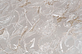 Trochite limestone and fossils, light micrograph