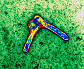 Coloured TEM of two Marburg viruses