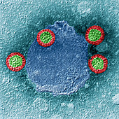 Rotavirus 300000x -  
