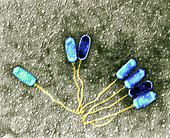Bacteriophage virions, TEM