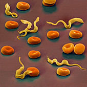 Colour SEM of Trypansoma brucei protozoa in