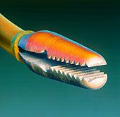 Colored SEM of a clamp used in brain microsurgery